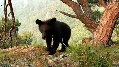 В приморском нацпарке медвежонок «перенастроил» фотоловушку