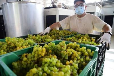 Производители: цена белых и игристых вин может вырасти на 10%