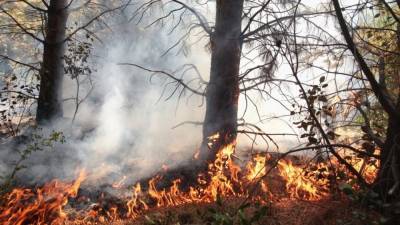 Спасатели Марий Эл тушат лесной пожар на площади 700 га