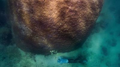Найден один из крупнейших и старейших кораллов Большого Барьерного рифа