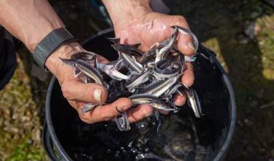 Рыбный Спас: «Башнефть» выпустила в водоёмы России 565 тысяч мальков