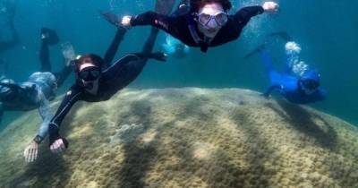 Появился до европейцев в Австралии. Ученые обнаружили гигантский 400-летний коралл