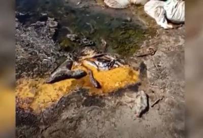 На карьере под Челябинском нашли мешки с мертвой рыбой. Минэкологии проведет проверку