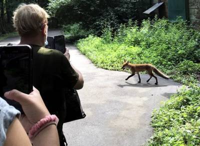 Дикую лису заметили в Измайловском парке в Москве