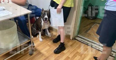 Укусивший семилетнюю девочку в Подмосковье пёс раньше уже нападал на детей