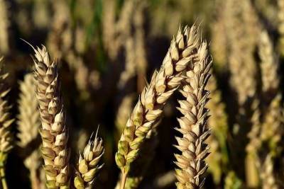 Власти США предрекли РФ низкий урожай пшеницы