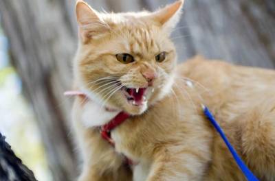 Бешеная кошка могла заразить жильцов одного из липецких подъездов