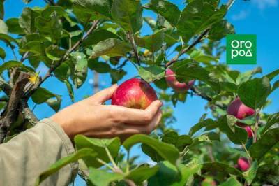 Яблоня после сбора урожая: 5 обязательных дел в августе и сентябре
