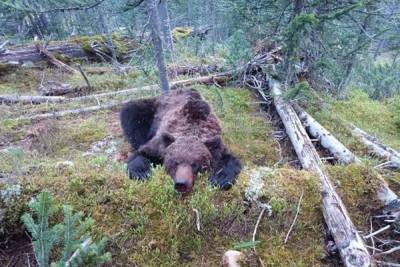 Новость о нападающем на людей медведе в Тверской области оказалась неправдой