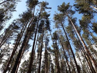 В Башкирии ввели ограничения на посещение лесов