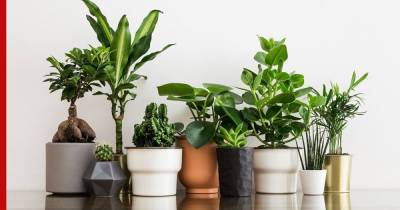 Тенелюбивые: 5 комнатных растений, которые не требуют много света