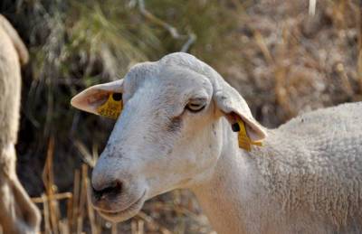Лишь 13% поголовья овец и коз на Львовщине — промышленное