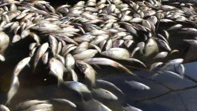 В Одесской области массово гибнет рыба