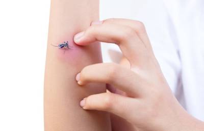 ВИЧ-инфекция от укуса комара: это миф или правда