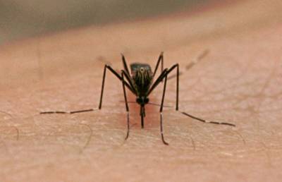 Врачи открыли страшное: правда о укусах комаров