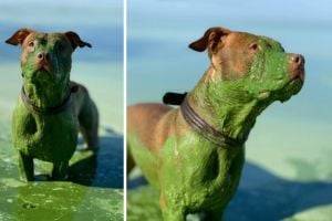 Собака позеленела после купания в Днепре