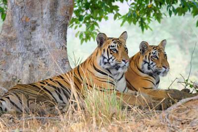 Индия решила спасти экономику за счет тигров