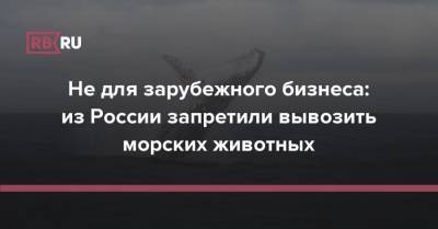 Не для зарубежного бизнеса: из России запретили вывозить морских животных