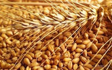 РФ к 19 августа снизила экспорт пшеницы на 25,8%, до 3,5 млн тонн - Минсельхоз