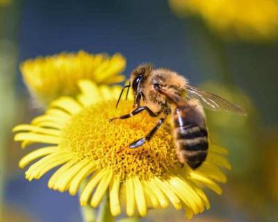 Учёные: Глобальное изменение климата может привести к исчезновению пчёл и шмелей