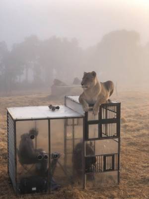 В львином заповеднике GG Conservation людям приходится сидеть в клетке, чтобы посмотреть на животных (ФОТО)