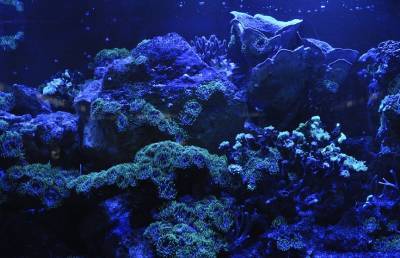 Ученые обнаружили самый широкий коралл Большого Барьерного рифа. Ему 400 лет