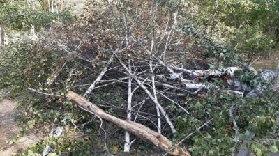В воронежском леспораке Оптимистов вырубили 50 сухих деревьев