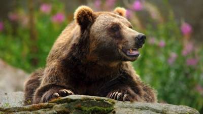 Брошенного из-за пандемии цирком шапито медведя приютила семья из Саратова