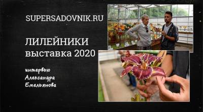 Видео-интервью с Александром Емельяновым: Обзор самых модных сортов лилейников 2020 года