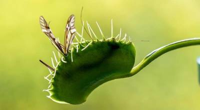 Венерина мухоловка - загадочное и опасное растение-хищник, как вырастить ее в обычной квартире