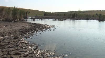 В Воронежской области пруд с массово погибшей рыбой проверят на отравляющие вещества