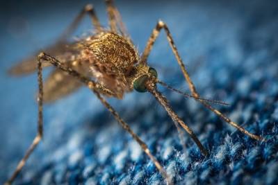 Роспотребнадзор предупредил об опасности комариных укусов