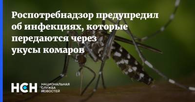 Роспотребнадзор предупредил об инфекциях, которые передаются через укусы комаров