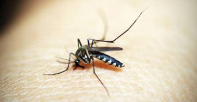 Россиянам напомнили, какие инфекции могут переносить комары