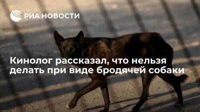 Глава Российской кинологической федерации Голубев: бродячих собак нельзя подкармливать и согревать