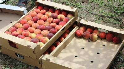 Агроном Викулов дал рекомендации по выбору вкусных персиков