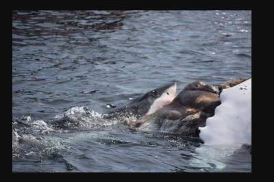 Американец снял на видео белых акул, которые съели кита