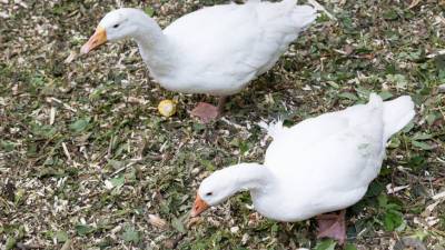 Спасенного на Масленице в Подмосковье гуся научили полоть грядки