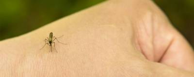 Роспотребнадзор: комары через укусы передают человеку ряд эндемичных болезней