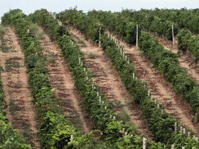 Эксперты предупредили о подорожании винограда для вина минимум на 30%