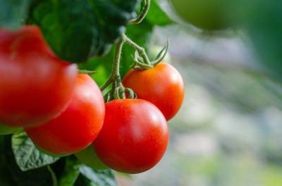 Почему начали гнить помидоры на кусте в теплице: что не так сделал огородник
