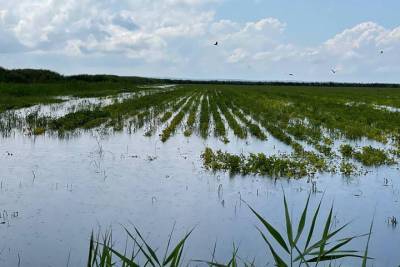 Сбор урожая риса и винограда на Кубани оказался под угрозой из-за страшных потопов