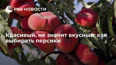 Агроном Викулов: при выборе персиков нужно обратить внимание на сорт и аромат
