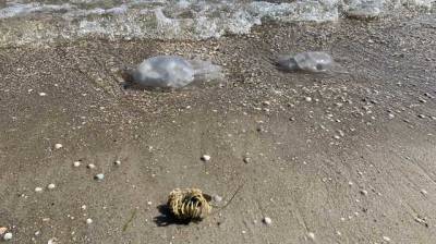 В курортной Кирилловке туристам запретили выносить медуз на берег: с чем это связано