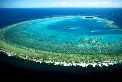 В Австралии найден самый крупный и древний коралл Большого Барьерного рифа