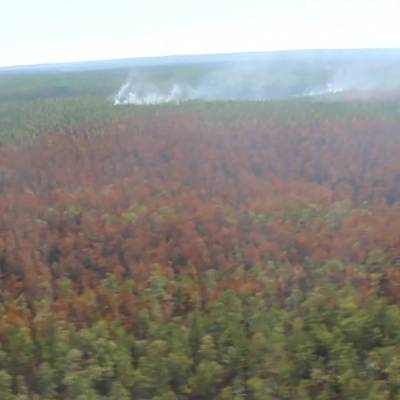 Площадь лесного пожара в Марий Эл увеличилась почти до 900 га