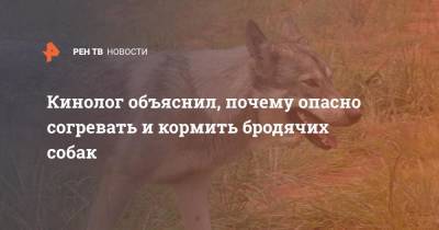 Владимир Голубев - Кинолог объяснил, почему опасно согревать и кормить бродячих собак - ren.tv - Россия