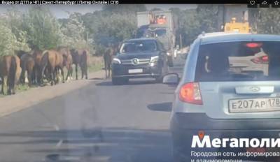 Лошади-беспризорники перекрыли Красносельское шоссе в районе Ропши