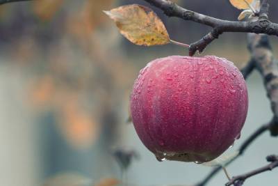 Как яблоки могут навредить организму