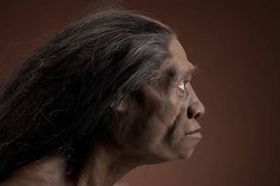 Ученые рассказали, чем питались индонезийские хоббиты более 60 тысяч лет назад